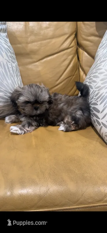Angel ❤️ – Shih Tzu puppy for sale in Vallejo, CA