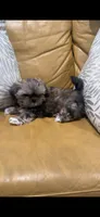 Angel ❤️, a male Shih Tzu for sale in Vallejo, CA – 4 of 10