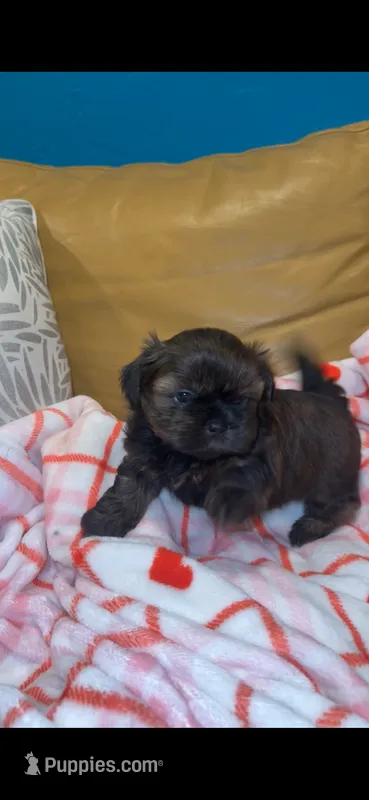 Mochi 💜 – Shih Tzu puppy on hold in Vallejo, CA