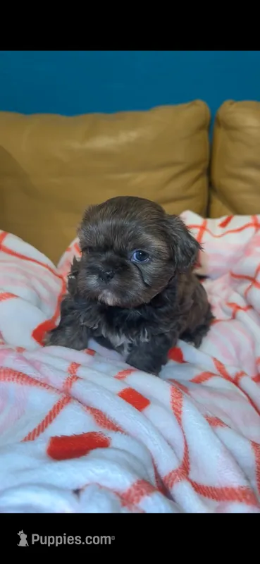 Macx 💙 – Shih Tzu puppy for sale in Vallejo, CA