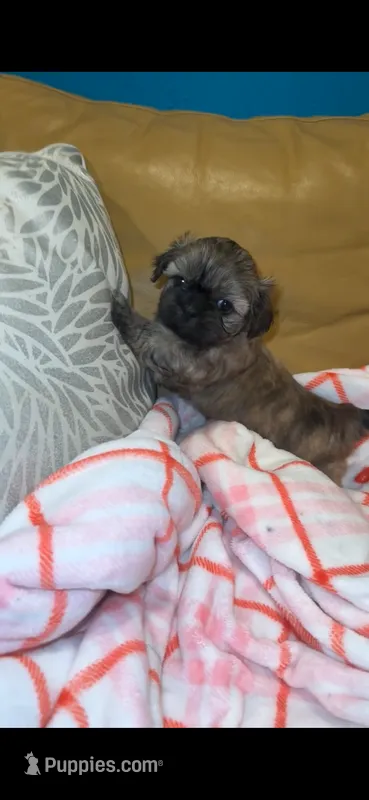 Goldie 💛 – Shih Tzu puppy for sale in Vallejo, CA