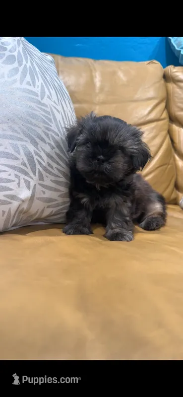 Tiny 💚 – Shih Tzu puppy for sale in Vallejo, CA