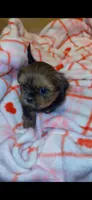 Luna 🩷, a female Shih Tzu for sale in Vallejo, CA – 7 of 10
