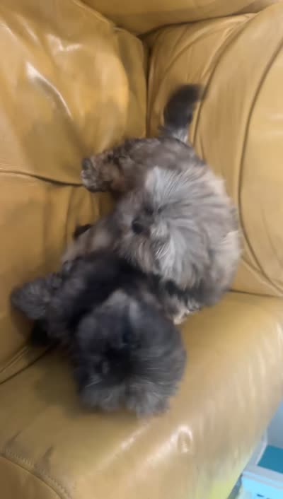 Two Boys, a male Shih Tzu for sale in Vallejo, CA – 8 of 8