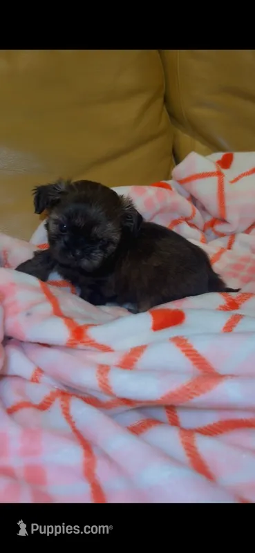 Tiny 💚 – Shih Tzu puppy for sale in Vallejo, CA