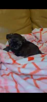 Tiny 💚, a male Shih Tzu for sale in Vallejo, CA – 5 of 10