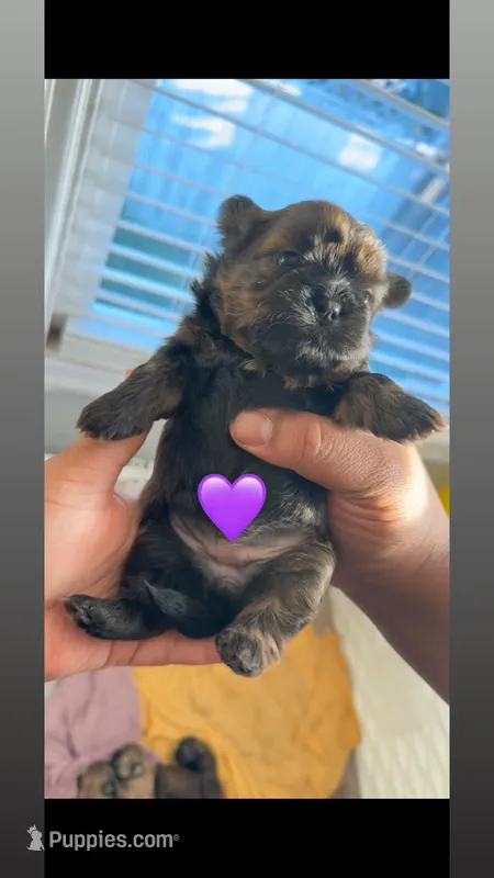 Mochi 💜 – Shih Tzu puppy for sale in Vallejo, CA