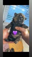 Mochi 💜, a female Shih Tzu for sale in Vallejo, CA – Photo 1 of 3