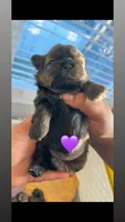 Mochi 💜, a female Shih Tzu for sale in Vallejo, CA – Photo 2 of 3