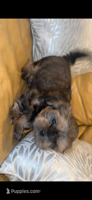 Luna 🩷 – Shih Tzu puppy for sale in Vallejo, CA