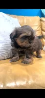 Luna 🩷, a female Shih Tzu for sale in Vallejo, CA – 4 of 10