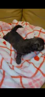 Tiny 💚, a male Shih Tzu for sale in Vallejo, CA – 7 of 10