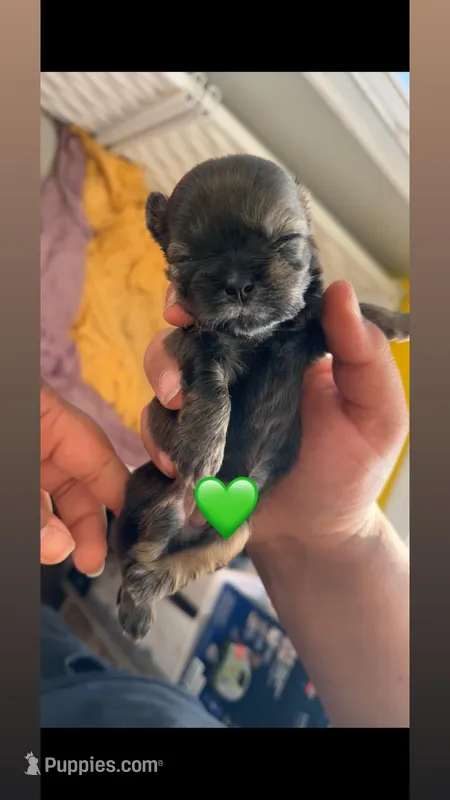 Tiny 💚 – Shih Tzu puppy for sale in Vallejo, CA