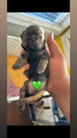 Tiny 💚, a male Shih Tzu for sale in Vallejo, CA – Photo 2 of 3
