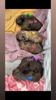 Luna 🩷, a female Shih Tzu for sale in Vallejo, CA – Photo 3 of 3