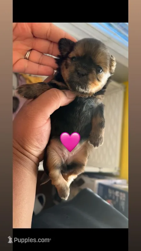 Luna 🩷 – Shih Tzu puppy for sale in Vallejo, CA
