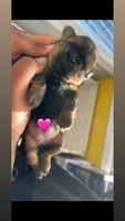 Luna 🩷, a female Shih Tzu for sale in Vallejo, CA – Photo 2 of 3
