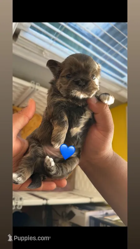 Macx 💙 – Shih Tzu puppy for sale in Vallejo, CA