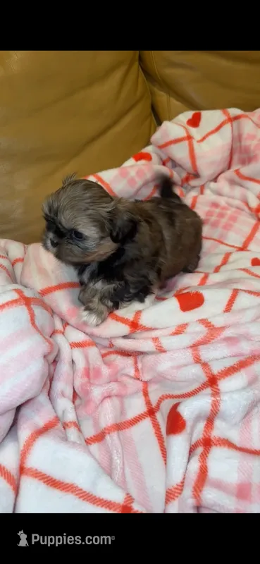 Angel ❤️ – Shih Tzu puppy for sale in Vallejo, CA