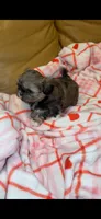 Angel ❤️, a male Shih Tzu for sale in Vallejo, CA – 6 of 10