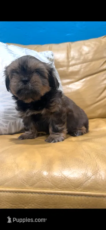 Luna 🩷 – Shih Tzu puppy for sale in Vallejo, CA