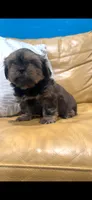Luna 🩷, a female Shih Tzu for sale in Vallejo, CA – 1 of 10