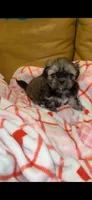 Angel ❤️, a male Shih Tzu for sale in Vallejo, CA – 7 of 10