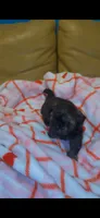 Tiny 💚, a male Shih Tzu for sale in Vallejo, CA – 6 of 10