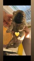 Goldie 💛, a female Shih Tzu for sale in Vallejo, CA – Photo 2 of 3