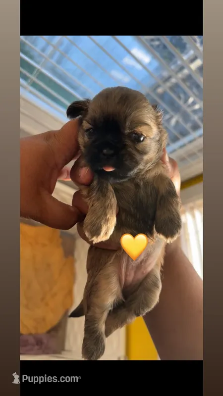 Goldie 💛 – Shih Tzu puppy for sale in Vallejo, CA