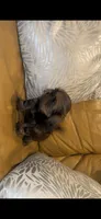 Luna 🩷, a female Shih Tzu for sale in Vallejo, CA – 5 of 10