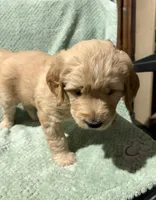 Toby, a male Goldendoodle for sale in Loma Linda, CA – Photo 2 of 2