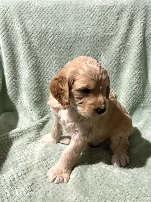 Toby – Goldendoodle puppy for sale in Loma Linda, CA