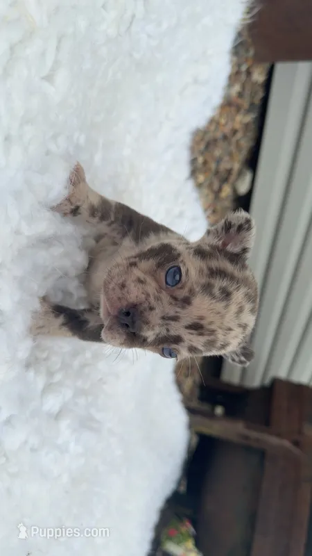 Chocolate Merle – French Bulldog puppy for sale in Springfield, IL