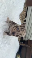 Chocolate Merle, a male French Bulldog for sale in Springfield, IL – 1 of 7