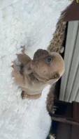 Lilac Fawn , a male French Bulldog for sale in Springfield, IL – 3 of 5