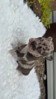 Chocolate Merle, a male French Bulldog for sale in Springfield, IL – 7 of 7