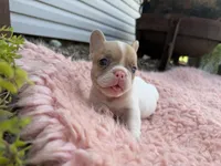Fawn Pied Merle, a female French Bulldog for sale in Springfield, IL – 2 of 7