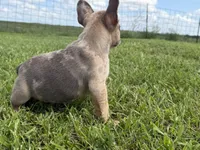 Blue fawn Merle , a male French Bulldog for sale in Springfield, IL – 4 of 7