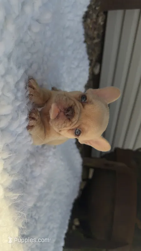 Lilac Fawn Merle – French Bulldog puppy for sale in Springfield, IL