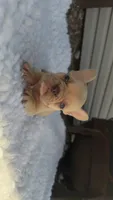 Lilac Fawn Merle, a male French Bulldog for sale in Springfield, IL – 1 of 7