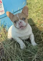Fawn Pied Merle, a female French Bulldog for sale in Springfield, IL – 8 of 9
