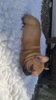 Red Fawn, a male French Bulldog for sale in Springfield, IL – 5 of 6