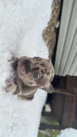 Chocolate Merle, a male French Bulldog for sale in Springfield, IL – 3 of 7