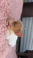 Fawn Pied Merle, a female French Bulldog for sale in Springfield, IL – 3 of 7