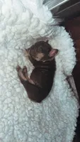 Chocolate& tan , a male French Bulldog for sale in Springfield, IL – 3 of 8