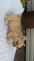 Lilac Fawn Merle, a male French Bulldog for sale in Springfield, IL – 7 of 7