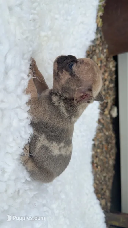 Blue fawn Merle  – French Bulldog puppy for sale in Springfield, IL