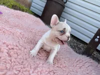 Lilac Fawn Merle Pied , a female French Bulldog for sale in Springfield, IL – 3 of 9