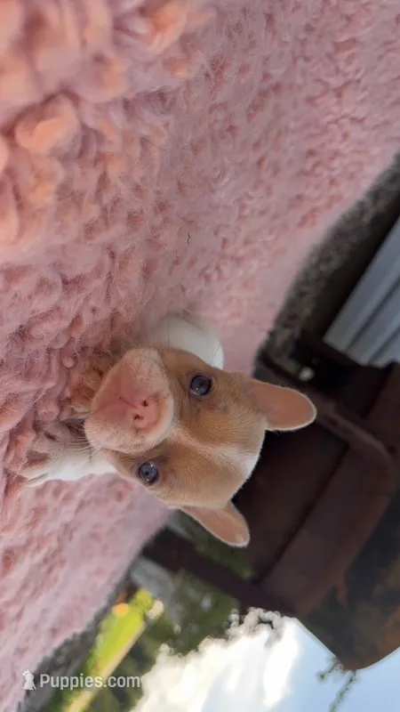 Fawn Pied Merle – French Bulldog puppy for sale in Springfield, IL